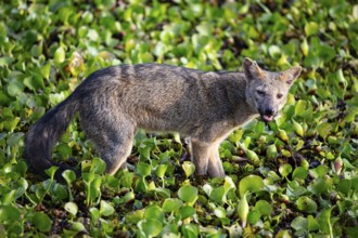 South American forest fox (Cerdocyon thous) Pantanal Brazil