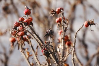 Rosehips, Winter, Germany, Europe