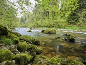 Moss-covered stones on the river Sihl, Sihlsprung, Menzingen, Canton Zug, Switzerland, Europe