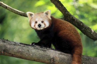 Western Red panda (Ailurus fulgens), adult, on tree, Himalayas, Central Asia