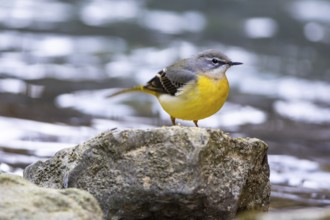 Grey wagtail (Motacilla cinerea) Germany