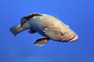 Dusky Grouper (Epinephelus marginatus) swimming through blue sea water, Sardinia, Italy, Europe