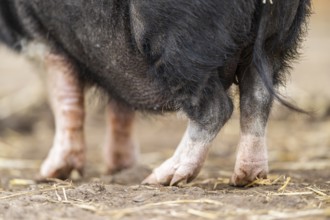 Vietnamese Pot-bellied pig standing on the ground, Bavaria, Germany, Europe