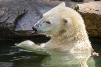 Polar bear (Ursus maritimus) swimming in the water, captive, Germany, Europe