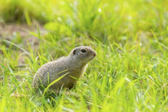 European ground squirrel (Spermophilus citellus) on a meadwo, Bavaria, Germany, Europe