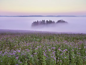 Field of flowering bee friend (Phacelia tanacetifolia), forest shrouded in fog behind,
