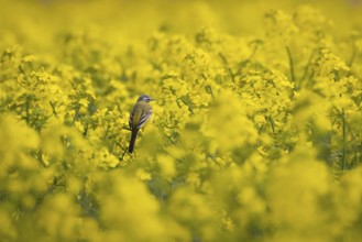 A yellow wagtail sits in spring in a flowering rape field near Frankfurt am Main, Frankfurt am