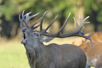 Red deer (Cervus elaphus) during the rutting season, a capital stag roaring in a forest clearing,