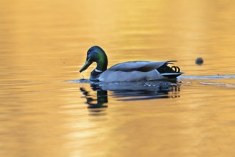 Mallard (Anas platyrhynchos), Vulkaneifel, Rhineland-Palatinate, Germany, Europe