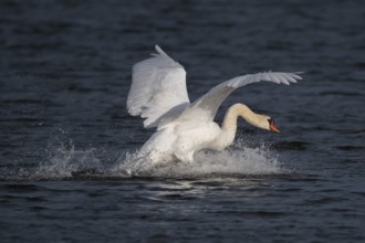 Landing Mute Swan (Cygnus olor), Hauke-Haien-Koog nature reserve, North Friesland,