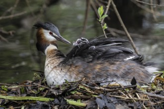 Great Crested Grebe (Podiceps Scalloped ribbonfish) with juveniles), Emsland, Lower Saxony,