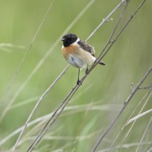 Stonechat (Saxicola rubicola), male sitting on a branch, Lake Neusiedl National Park, Seewinkel,