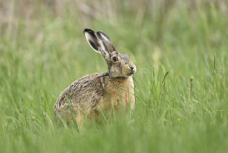 European hare (Lepus europaeus), standing in meadow, Lake Neusiedl National Park, Seewinkel,