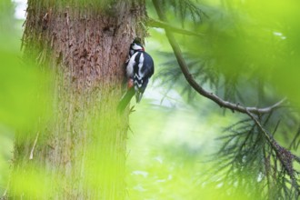 Great spotted woodpecker (Dendrocopos major), male looking into the entrance hole of the breeding