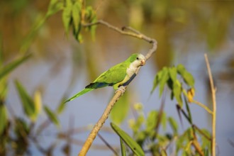 Monk parakeet (Myiopsitta monachus) Pantanal Brazil