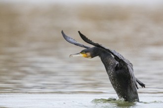 Cormorant (Phalacrocorax carbo) Germany
