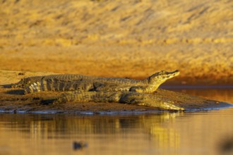 Spectacled caiman (Caiman crocodilius) Pantanal Brazil