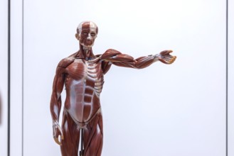 Human body model with muscles and organs for biology lessons. Scientific teaching aid from Hedinger