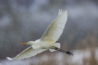 Great White Egret (Egretta alba) Germany