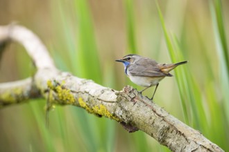 Bluethroat (Luscinia svecica cyanecula) Male Germany