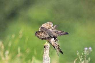 Montagu's harrier (Circus pygargus) wbl Germany
