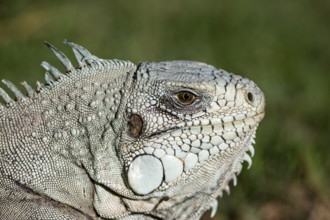 Green iguana (Iguana iguana) Pantanal Brazil
