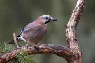 Eurasian jay (Garrulus glandarius), sitting on a branch, Terfens, Tyrol, Austria, Europe