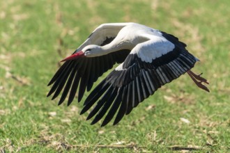 A stork flies at low altitude with its wings spread wide over grass, white stork (Ciconia ciconia),
