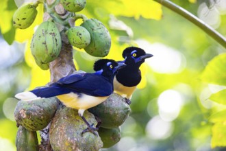 Plush-crested jay (Cyanocorax chrysops) Pantanal Brazil