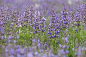 Common sage (salvia officinalis) in bloom, Freital, Saxony, Germany, Europe