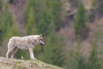 A grey wolf (Canis lupus lupus) stands on a hill on a cloudy day. A forest can be seen in the