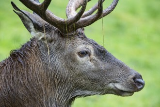 Red deer (Cervus elaphus) Rutting behaviour captive Germany