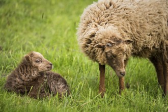 Little lamb, brown, lying in the grass, looking at its mother, Ouessant sheep (Breton dwarf sheep),