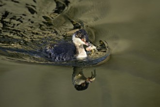 Slavonian grebe (Podiceps auritus), adult, in a white plumage, winter plumage, swimming with a fish