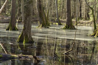 Forest and moorland in the Müritz National Park, Mecklenburg-Western Pomerania, Germany, Europe