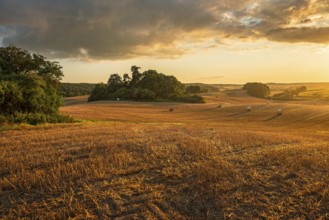 Typical hilly landscape with copses in the golden evening light, stubble field with round straw