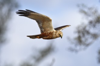 Marsh harrier (Circus aeruginosus) in flight, bird of prey in search of food, Peene Valley River