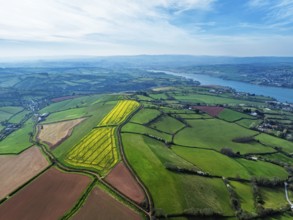 Rapeseed fields over the River Teign from a drone, Teignmouth, Shaldon, Devon, England, United