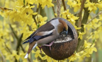 Hawfinch, (Coccothraustes coccothraustes) eats sunflower seeds in forsythia, (Forsythia ×
