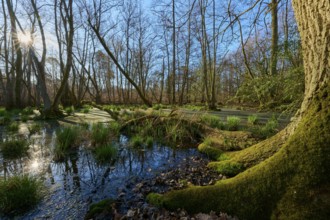 Riparian forest, moss-covered tree at a swampy waterway in a sunlit forest, oak, spring, nature