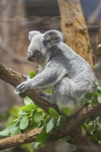 Koala (Phascolarctos cinereus) sitting on a tree, captive, distribution South Australia, Australia,