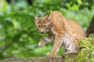 Eurasian lynx (Lynx lynx) sitting in a forest, Bavaria, Germany, Europe
