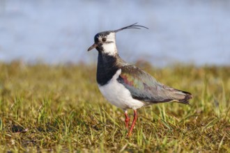 Lapwing (Vanellus vanellus) adult bird foraging in wet meadow, wildlife, animals, birds, plover