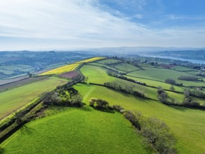 Rapeseed fields over the River Teign from a drone, Teignmouth, Shaldon, Devon, England, United