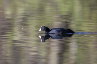 Eurasian Coot (Fulica atra), Vulkaneifel, Rhineland-Palatinate, Germany, Europe