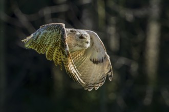 An owl flies through a dense forest in low light with its wings outstretched, Siberian Eagle Owl