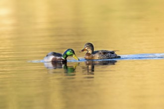 Mallard (Anas platyrhynchos), male and female swimming together, Vulkaneifel, Rhineland-Palatinate,