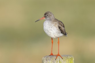 Redshank, (Tringa totanus), stands attentively on a pasture fence, wildlife, animals, birds, snipe