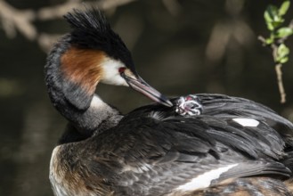 Great Crested Grebe (Podiceps Scalloped ribbonfish) with juvenile, Emsland, Lower Saxony, Germany,