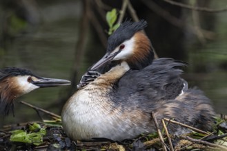 Great Crested Grebe (Podiceps Scalloped ribbonfish) with juveniles), Emsland, Lower Saxony,